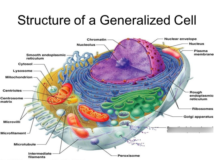 Exercise 3 the cell anatomy and division