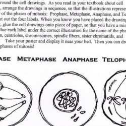 Exercise 3 the cell anatomy and division