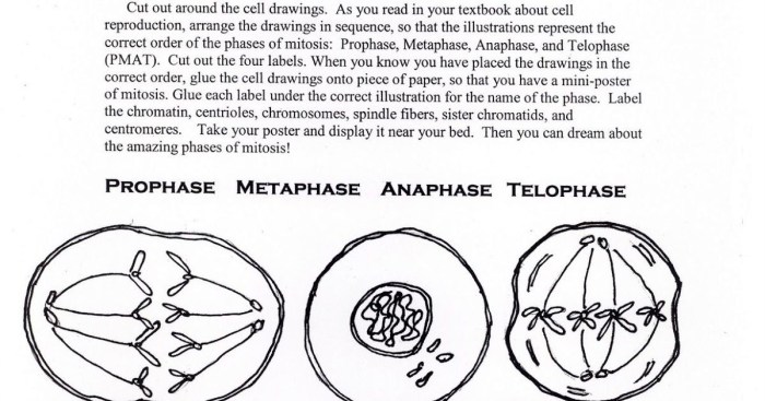 Exercise 3 the cell anatomy and division