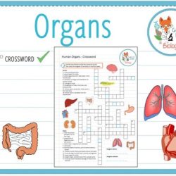 Organ with a wall crossword