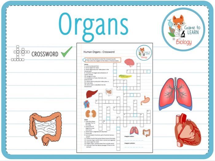 Organ with a wall crossword