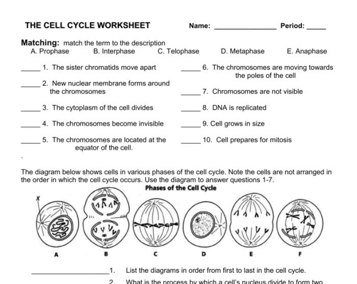 Exercise 3 the cell anatomy and division