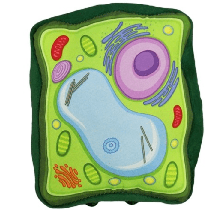 Exercise 3 the cell anatomy and division