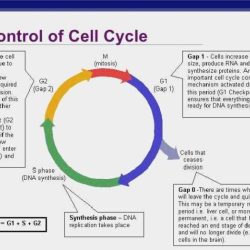 Alive cells worksheet cell cycle answer key plant unique briefencounters