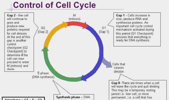 Alive cells worksheet cell cycle answer key plant unique briefencounters