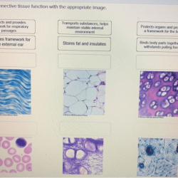 Match each connective tissue function with the appropriate image