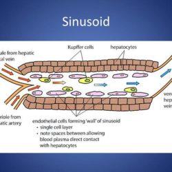 Sinusoids capillaries between difference pediaa